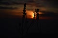 Beautiful picture plant and sunset in mountain, Nainital Uttarakhand India - February 16 2021