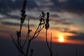 Beautiful picture plant and sunset in nainital, Nainital Uttarakhand India - February 16 2021