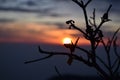 Beautiful picture plant and sunset in nainital uttarakhand india, Nainital Uttarakhand India - February 16 2021