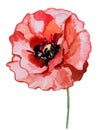 Beautiful picture of poppy flowers. Happy Remembrance Day