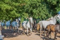 Beautiful picture of running horses in Lipica stud farm, Slovenia Royalty Free Stock Photo