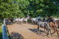 Beautiful picture of running horses in Lipica stud farm, Slovenia Royalty Free Stock Photo