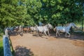 Beautiful picture of running horses in Lipica stud farm, Slovenia Royalty Free Stock Photo