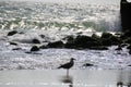 Beautiful picture. Seagull posing