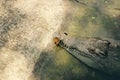 Sleeping crocodile in Colombia