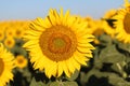 Beautiful picture of sunflowers and soaking up the sun in the field Royalty Free Stock Photo