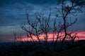 Beautiful picture of sunset with tree silhouettes under a blue and pink cloudy sky Royalty Free Stock Photo