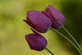 Three lilac tulips in nature on shallow deep of field in springtime