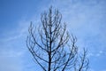 Beautiful picture of tree and blue sky in background. Uttarakhand Nainital India Royalty Free Stock Photo