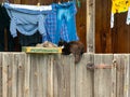 Picture of two cats warming up in the sun