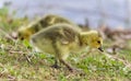 Beautiful picture with two chicks of Canada geese Royalty Free Stock Photo