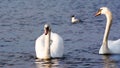 Beautiful Picture of two white swans in love swiming on the lake in the spring sunny day before nesting. White swan is symbol of Royalty Free Stock Photo