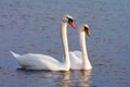 Beautiful Picture of two white swans in love swiming on the lake in the spring sunny day before nesting. White swan is symbol of