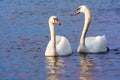 Beautiful Picture of two white swans in love swiming on the lake in the spring sunny day before nesting. White swan is symbol of Royalty Free Stock Photo