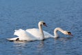 Beautiful Picture of two white swans in love swiming on the lake in the spring sunny day before nesting. White swan is symbol of