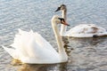 Beautiful Picture of two white swans in love swiming on the lake in the spring sunny day before nesting. White swan is symbol of