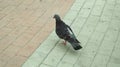 Lonely Pigeon On Miami Beach Royalty Free Stock Photo