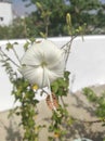 Beautiful picture of white gudhal flower Royalty Free Stock Photo
