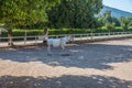 Beautiful picture of a white horse in Lipica stud farm, Slovenia Royalty Free Stock Photo