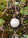 A beautiful picture of a white mushroom just started growing