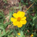 Beautiful picture yellow flower