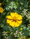 Beautiful picture yellow flower