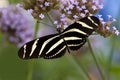 Beautiful picture of a Zebra Longwing Butterfly Royalty Free Stock Photo