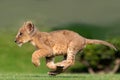 beautiful pictures of lion cub