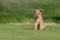 beautiful pictures of lion cub