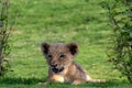 beautiful pictures of lion cub