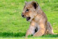 beautiful pictures of lion cub