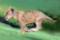 beautiful pictures of lion cub