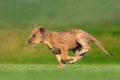 beautiful pictures of lion cub