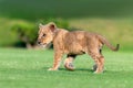 beautiful pictures of lion cub