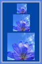 Beautiful pictures of three blue flowers Royalty Free Stock Photo