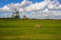 A goat in a field in the Netherlands with windmills in the background. Royalty Free Stock Photo