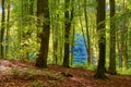 Beautiful, picturesque forest landscape in early autumn