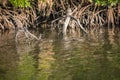 Everglades National Park in Florida.