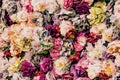 Beautiful and picturesque wall made of white, red, yellow and purple flowers. Royalty Free Stock Photo