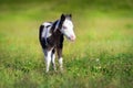 Beautiful piebald pony foal