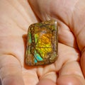 Beautiful piece of Ammolite in hands