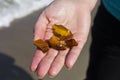 Beautiful pieces of amber in the hand of the sea background. A glowing wavy piece of amber in the palm of your hand. The