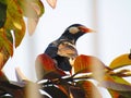 Pied myna or Asian pied starling Gracupica contra sitting on rod Royalty Free Stock Photo