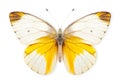 Beautiful Pieridae butterfly isolated on a white background with clipping path