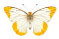 Beautiful Pieridae butterfly isolated on a white background with clipping path Royalty Free Stock Photo