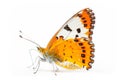 Beautiful Pieridae butterfly isolated on a white background. Side view Royalty Free Stock Photo