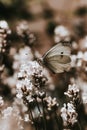 Beautiful Pieris rapae in the wild Czech nature sits on a plant and rests after a demanding flight. cabbage butterfly of the