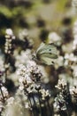 Beautiful Pieris rapae in the wild Czech nature sits on a plant and rests after a demanding flight. cabbage butterfly of the