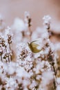 Beautiful Pieris rapae in the wild Czech nature sits on a plant and rests after a demanding flight. cabbage butterfly of the