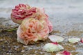 Beautiful pierre de ronsard rose lean on the ground Royalty Free Stock Photo